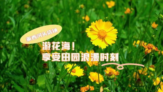 游花海！去莱西享受田园浪漫时刻