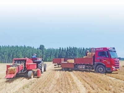 胶州：让秸秆“秸”尽所能，循环生金