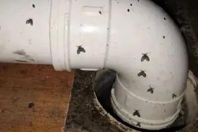 8岁女童持续呕出活虫！医生揪出元凶，可能你家也有→