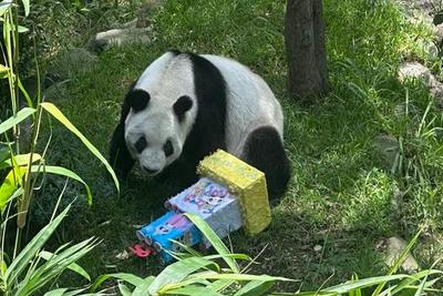 海外现存最长寿大熊猫“欣欣”在墨西哥城迎来35岁生日