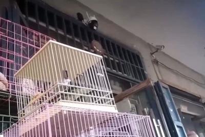 盗猎鸟贩摊位就摆在保护警示牌前，记者调查黑灰产业链