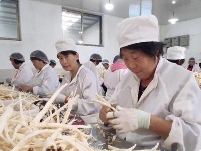 粮满仓·好丰光丨新农人：小桔梗“链”动大产业，淄博“90后”托起乡村振兴致富梦