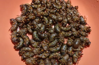 提桶抓、熬夜抓……有人一晚上抓几百只！“知了猴”为啥这么抢手？