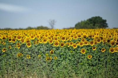 逾50摄氏度，土耳其高温创纪录