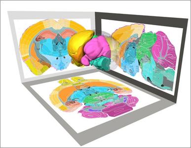 微米级“脑地图”来了！我国科学家在脑图谱研究领域取得新突破