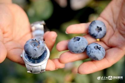 粮满仓·好丰光丨新农人：种出表盘大的蓝莓！青岛“90后”夫妻绘就田园新画卷