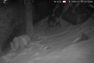 “滚滚”珍贵影像+1！秦岭再现罕见棕色大熊猫