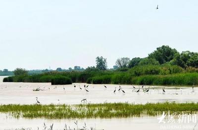 16天“喝”下128个大明湖！探秘黄河三角洲湿地“生命输液”