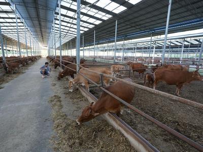 新增肉牛收入保险和蜜蜂气象指数保险，青岛市级特色农业险种扩容