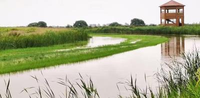 年均补水超2亿方！2025年黄河三角洲自然保护区生态补水启动