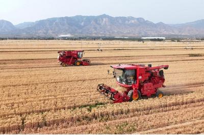 望岳谈｜山东夏粮两个第一背后是“绣花功夫”
