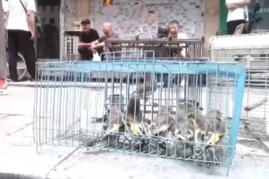 市场监管总局：严禁平台内非法贩卖野生鸟类及猎捕工具