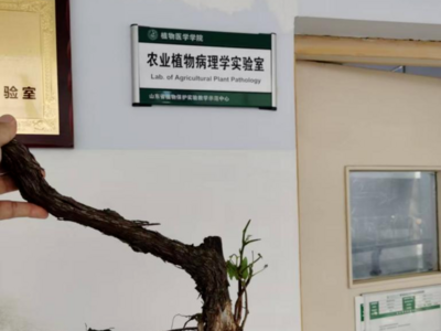 五亩葡萄园接连死苗，农大多学科教授联合“会诊”破解种植户难题