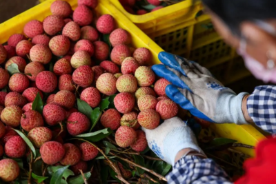 荔枝壳煮水去火，真能行？