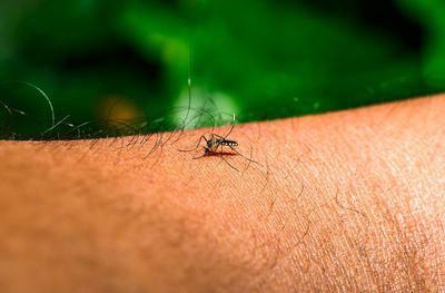 世卫组织警示基孔肯雅热疫情风险，呼吁全球加强防控
