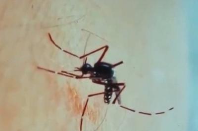 防治基孔肯雅热疫情，卫生健康部门作出部署