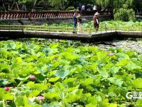 青岛中山公园：一池荷韵，唤醒盛夏温柔