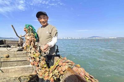 鳌山湾万亩海蛎子自然采苗结束，记者跟访渔民记录牧海耕田过程→