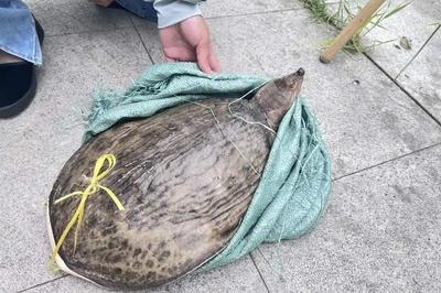 多地街头贩卖“野生鳖” 专家急呼：不能吃！放生危害更大！