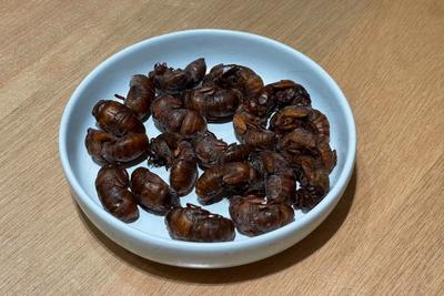 一斤超百元！知了猴怎么就火出圈了？