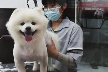 抓住行业多元化发展趋势，​青岛企业“盯上”宠物经济细分赛道