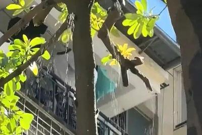 夏天在树下淋的雨可能是“蝉尿”，对人体有害吗？