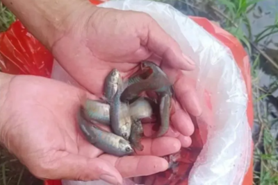 “灭蚊鱼”是外来物种？还有人想养家里！最新提醒