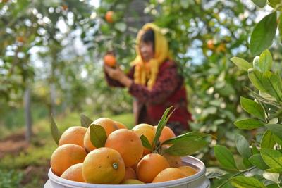 农业农村部等十部门发布促进农产品消费实施方案