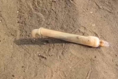 这种“减肥搭子”现在最鲜美，热量低还很补铁