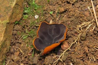 广西发现大型真菌新物种花坪暗盘菌