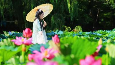 每一张都是“中式美学”壁纸，小西湖荷花盛放
