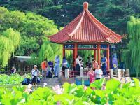 每一张都是“中式美学”壁纸，小西湖荷花盛放