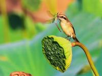 每一张都是“中式美学”壁纸，小西湖荷花盛放