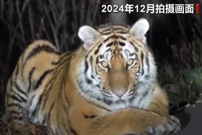 国道附近人虎“狭路相逢”？总台记者调查发现……