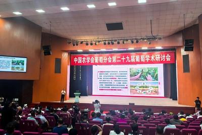 喜报！大泽山葡萄获金奖