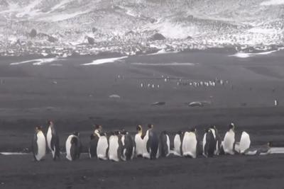 气候变化导致亚南极地区赫德岛近四分之一冰川融化