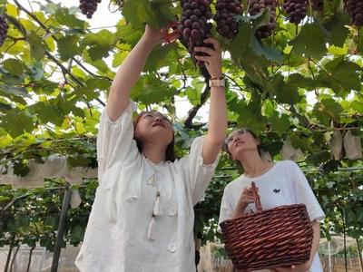 粮满仓・好丰光丨新农人：葡萄丰收满园香 绘就刘村“甜蜜事业”
