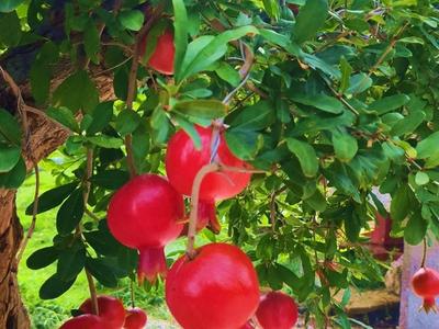 解码“小镇冠军” | “全国石榴盆景之都”枣庄榴园镇，2万余人围绕盆景产业链创业、就业