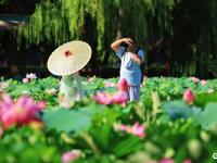 每一张都是“中式美学”壁纸，小西湖荷花盛放