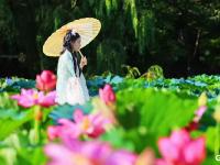 每一张都是“中式美学”壁纸，小西湖荷花盛放