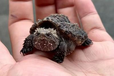 “异宠”可以宠，但不能随意宠，各类隐患需警惕