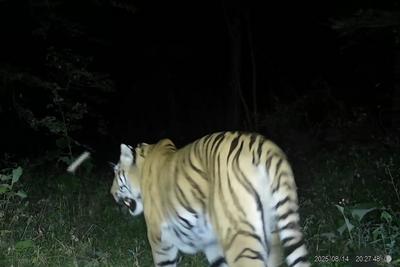 野生东北虎“完达山一号”再次现身！健康状况良好