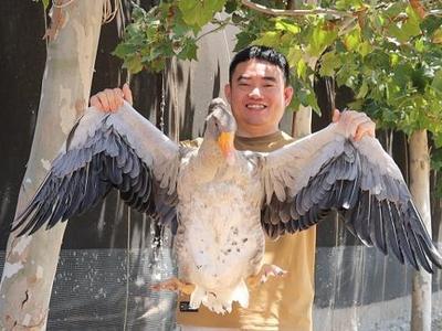 粮满仓・好丰光 | 新农人：“洋鹅”管家蹚出致富路