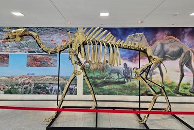 穿越百万年，这群史前巨兽在大连“复活”