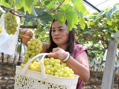 即墨：葡萄丰收客自来