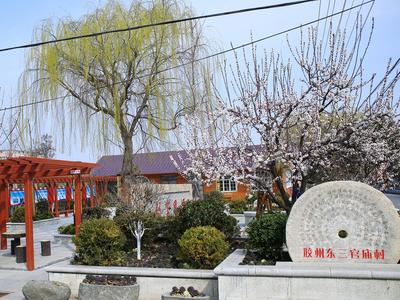 打造微空间230余处！胶州人居环境整治“一时美”迈向“持久美”