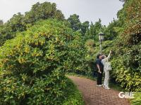 金秋限定！青岛中山公园桂花飘香