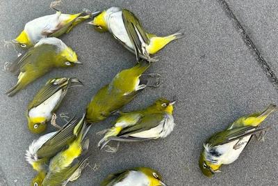 北京一座大厦楼下躺了14只鸟，12只已死亡！元凶竟是玻璃