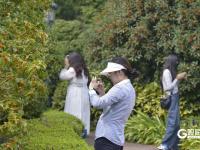 金秋限定！青岛中山公园桂花飘香
