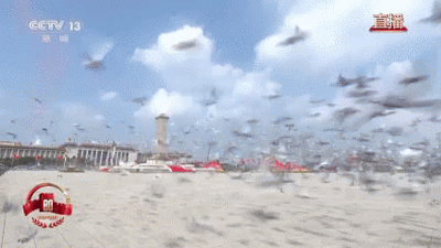 广场放飞8万只和平鸽，它们从哪来到哪去？